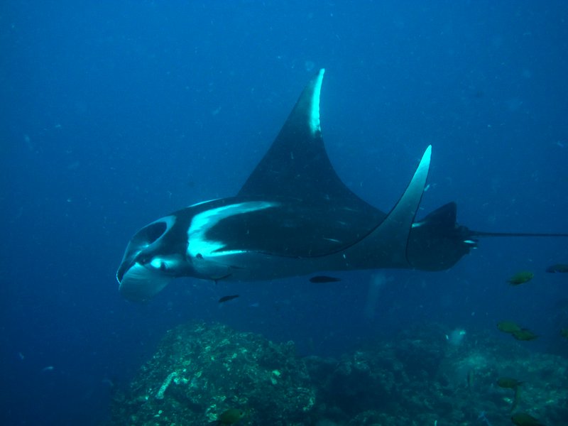 manta ray 