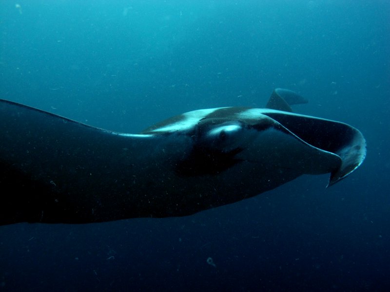 manta ray very close