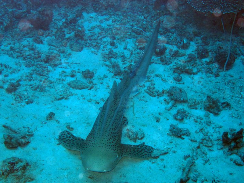 leopard shark