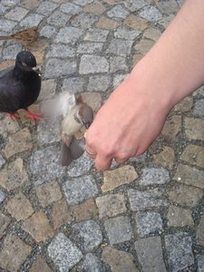 Sparrows eating from hands 