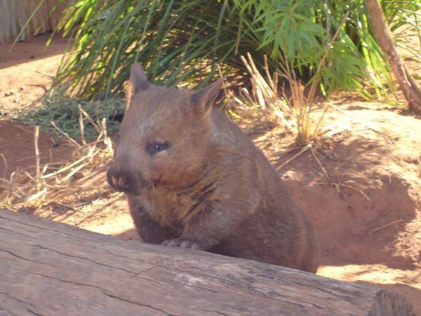 a wambat at The Big Pineable animal farm