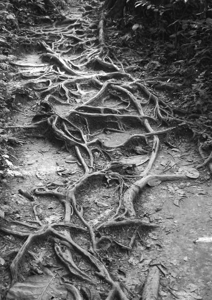 Tree Roots