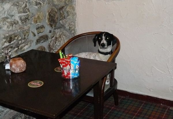 Dog in a pub