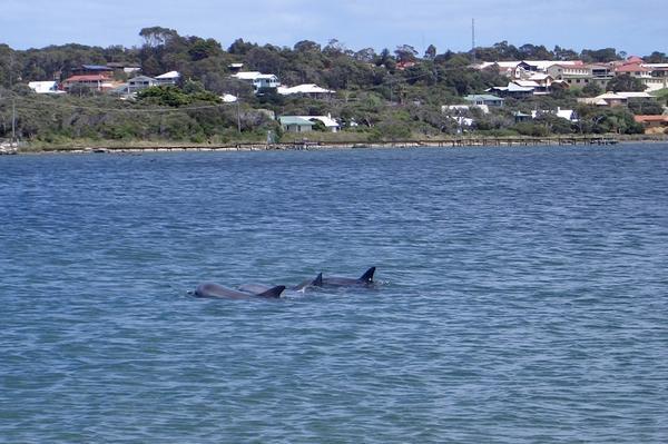 More Dolphins