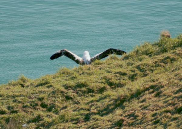 A baby Albatross spreading its wings