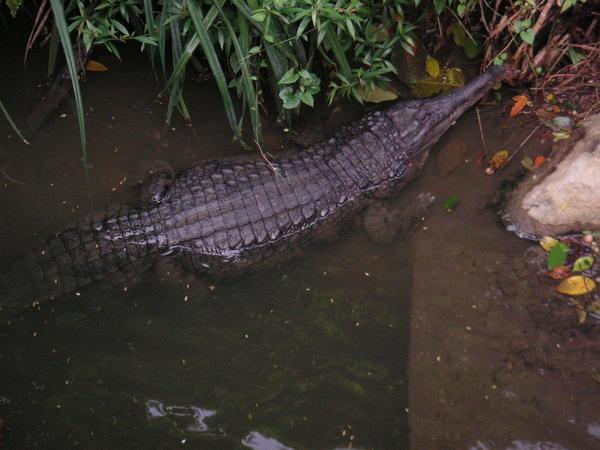 Croc at the Zoo