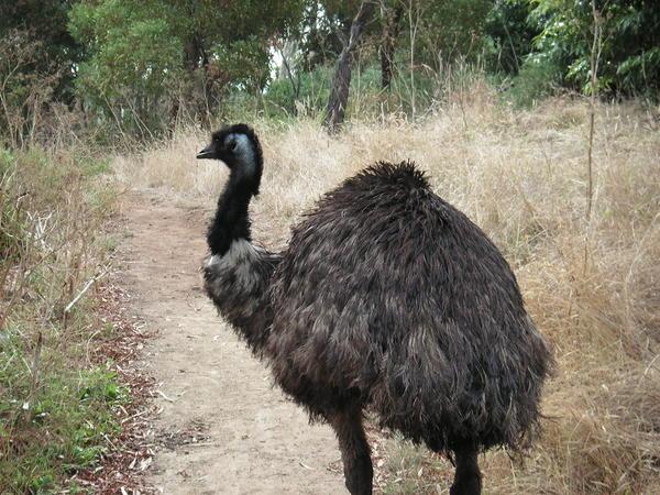 Emu leading the way!!