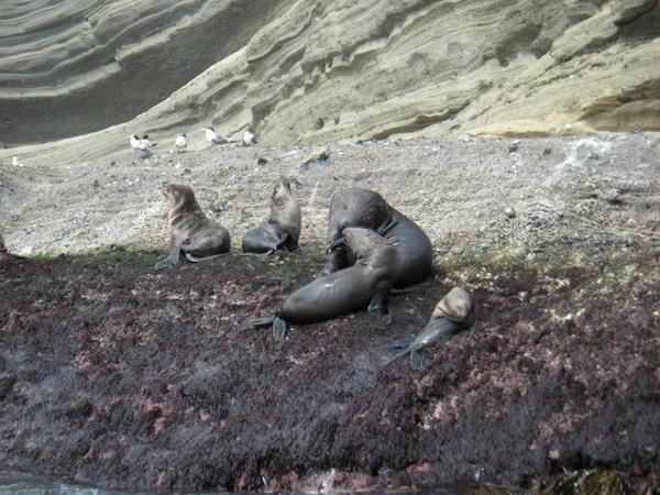 Cute but smelly seals / sealions!!