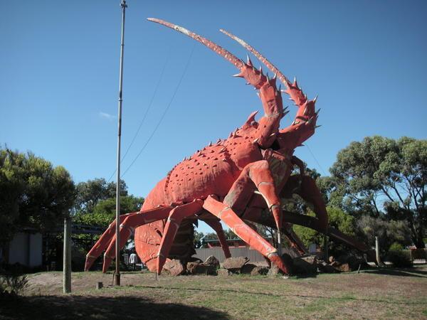 A Giant Lobster!!