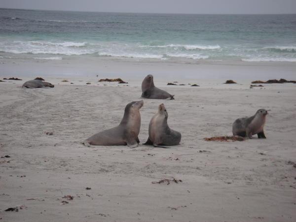 Cute Seals