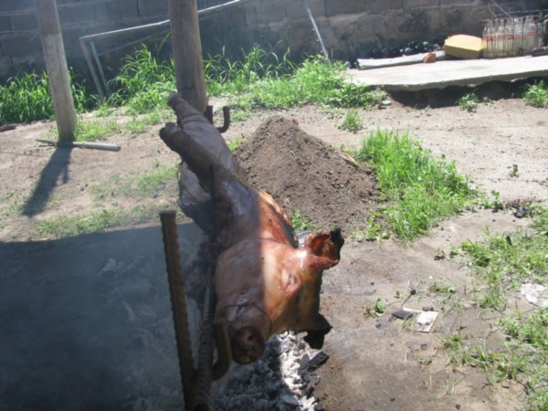 The roast Pig