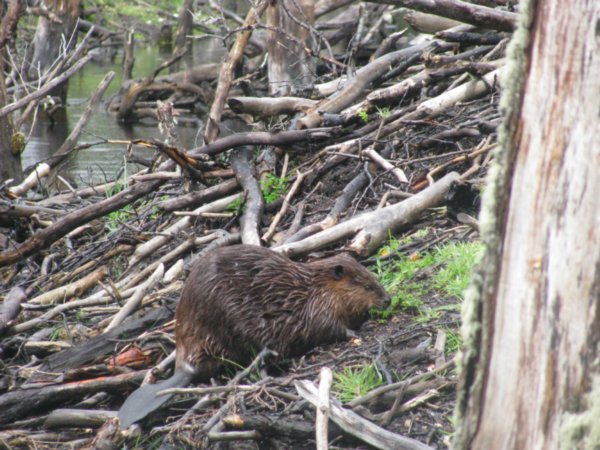 We found a Beaver!!