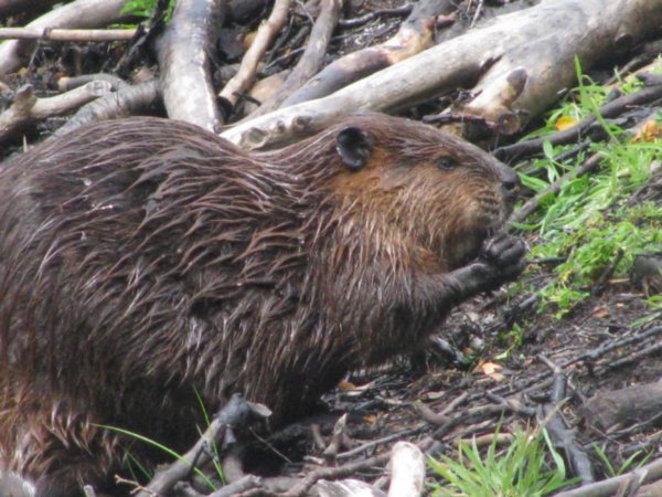 Close up beaver shot