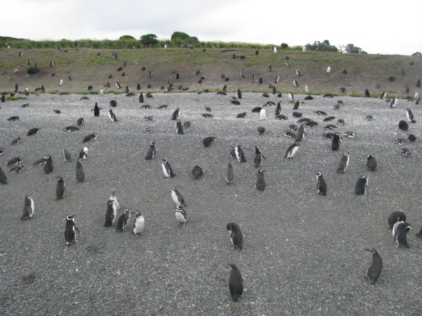 A beach full of penguins