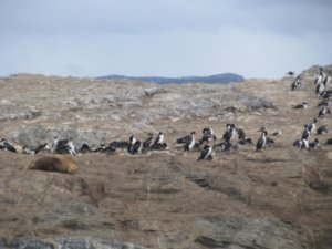 False Penguins