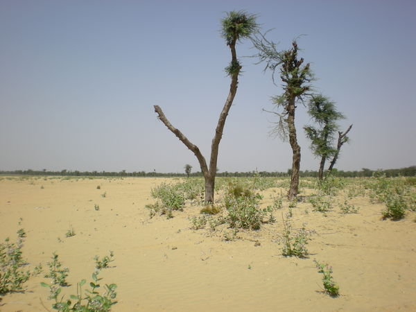 Semi-desertic area near Nawalgarh