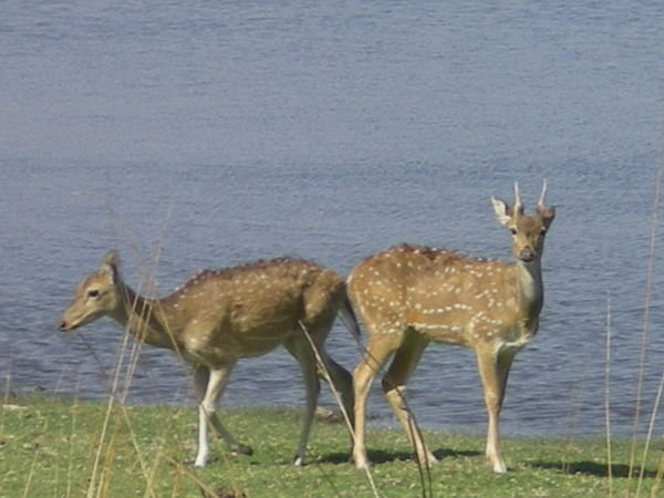 Deers in Ranthambore