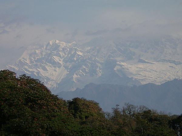 Rhododendrons and Annapurna