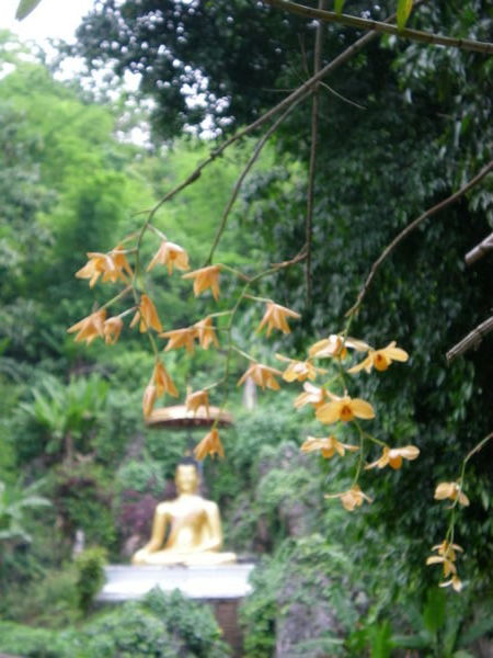 Buddhas and Orchids