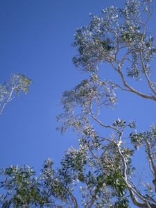 Blue Skies in Fraser Island