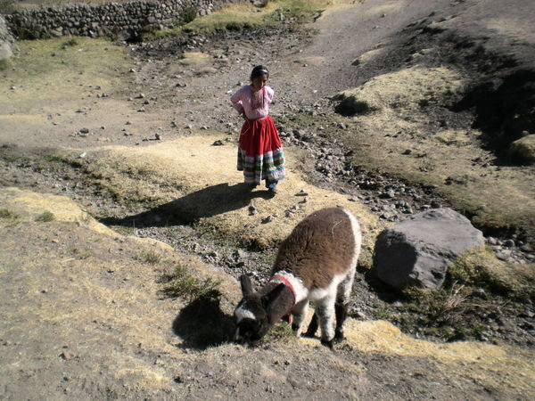 Girl with alpaca