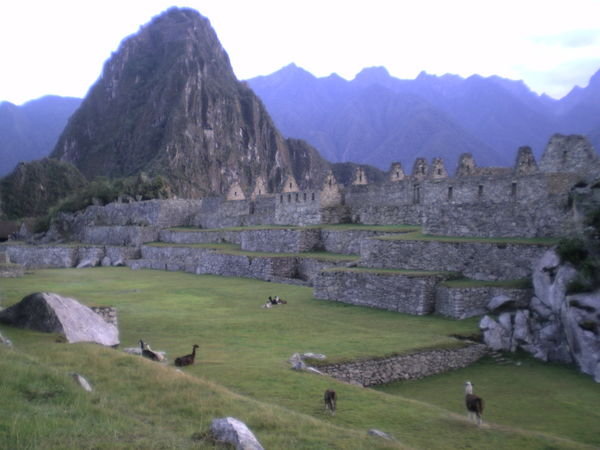 Machu Picchu with llama
