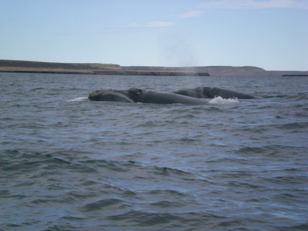 Southern right whales in P.V.