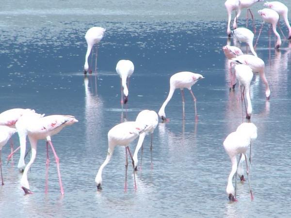 Pretty Flamingoes