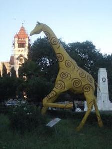 Dar city Giraffe