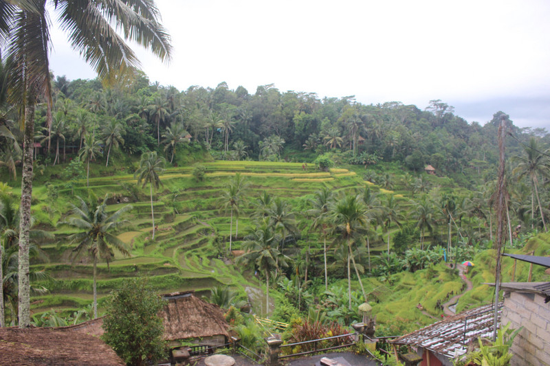 Views of the rice terrace