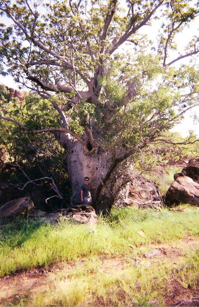 Baobab tree, Far North WA