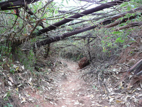 Fire damage on the trail