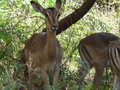Antelope in the game reserve