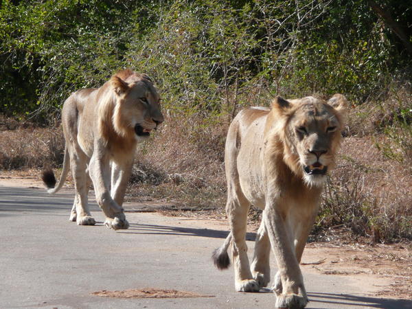 Lions on the prowl