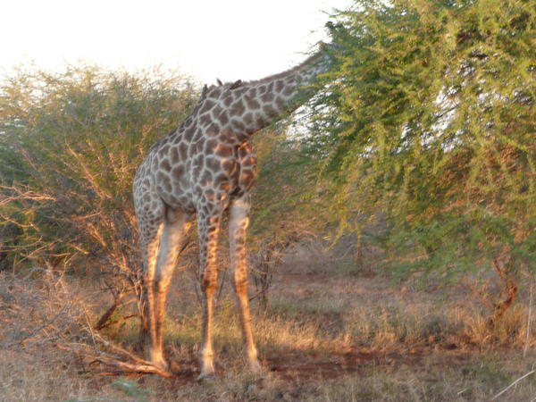 Giraffe at an Acacia tree