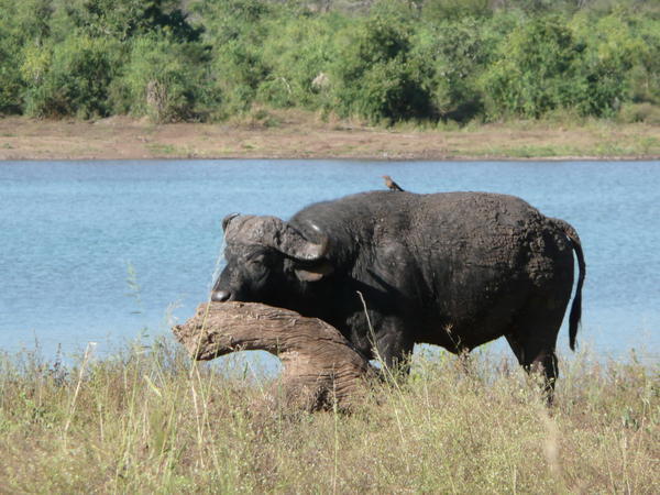 Buffalo with passenger at a water hole