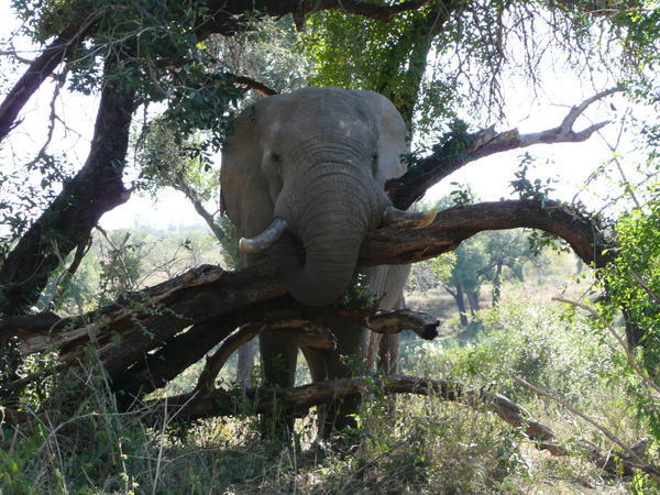 Elephant eating at a tree