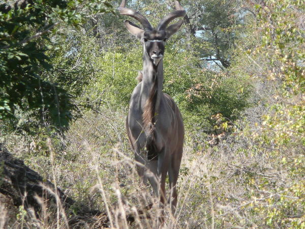Curious Male Kudu