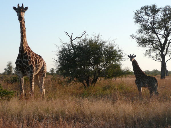 Giraffe's in Kruger