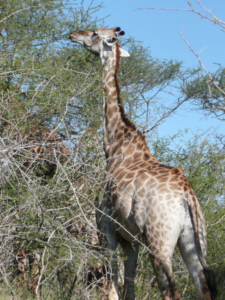 Giraffe at an Acacia tree