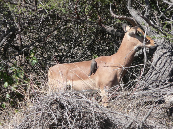 Antelope in the bush