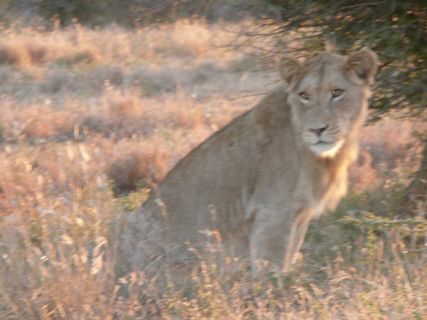 Lioness in Kruger