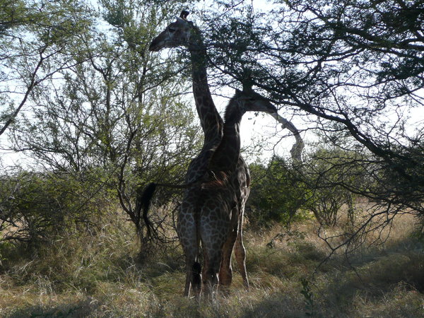 Giraffes looking around