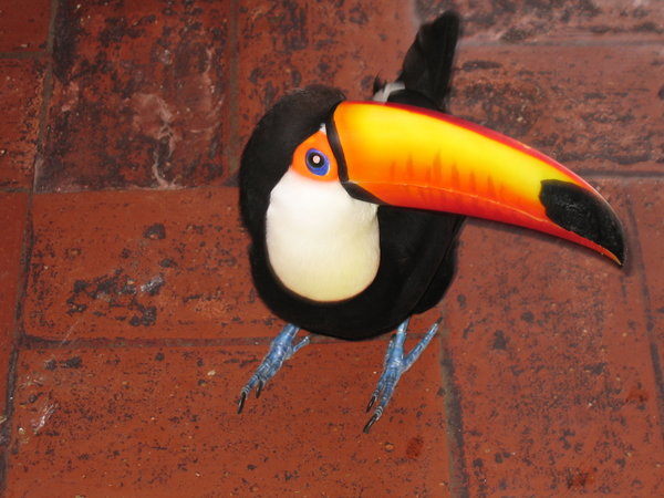 Tucan goes for a stroll