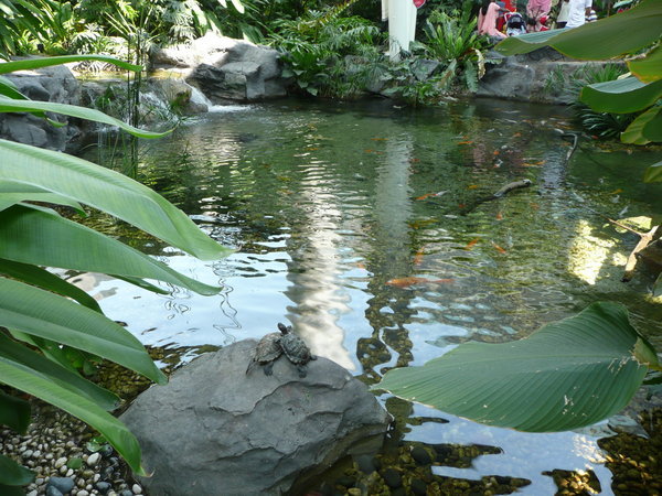 Little pond