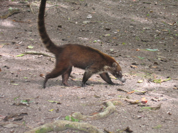 Wildlife in Tikal