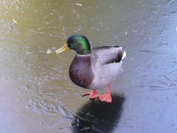 Duck on a frozen pond