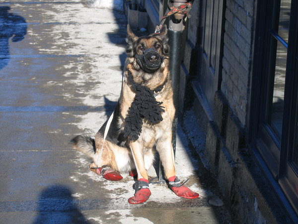 Dog in his winter booties