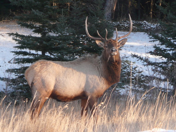 Bull Elk, Banff National Park