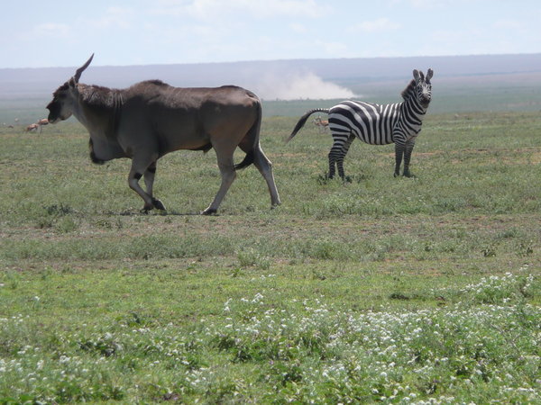 Eland and Zebra